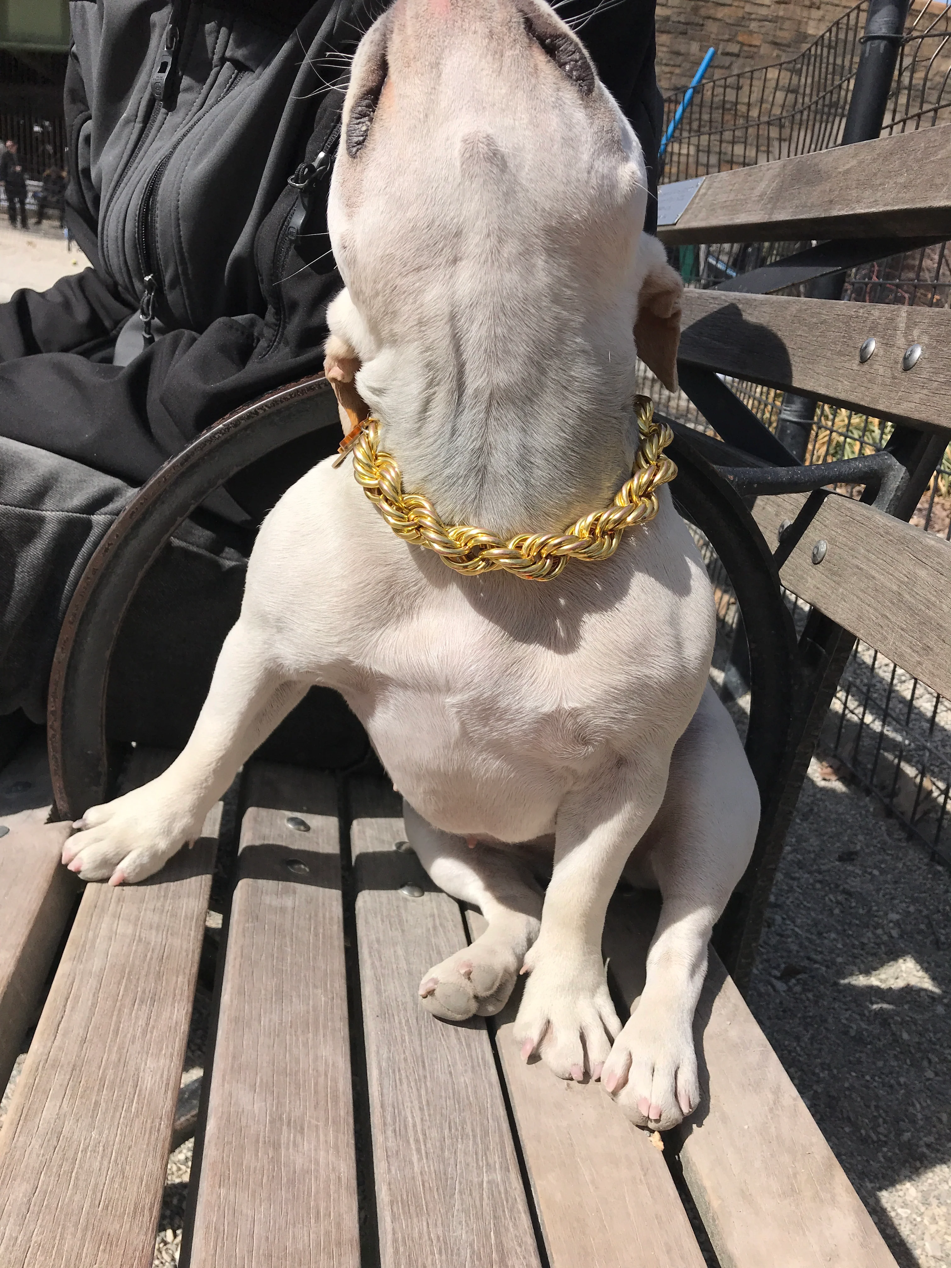 Rope Chain Dog Collar "The Dookie" - Image 9