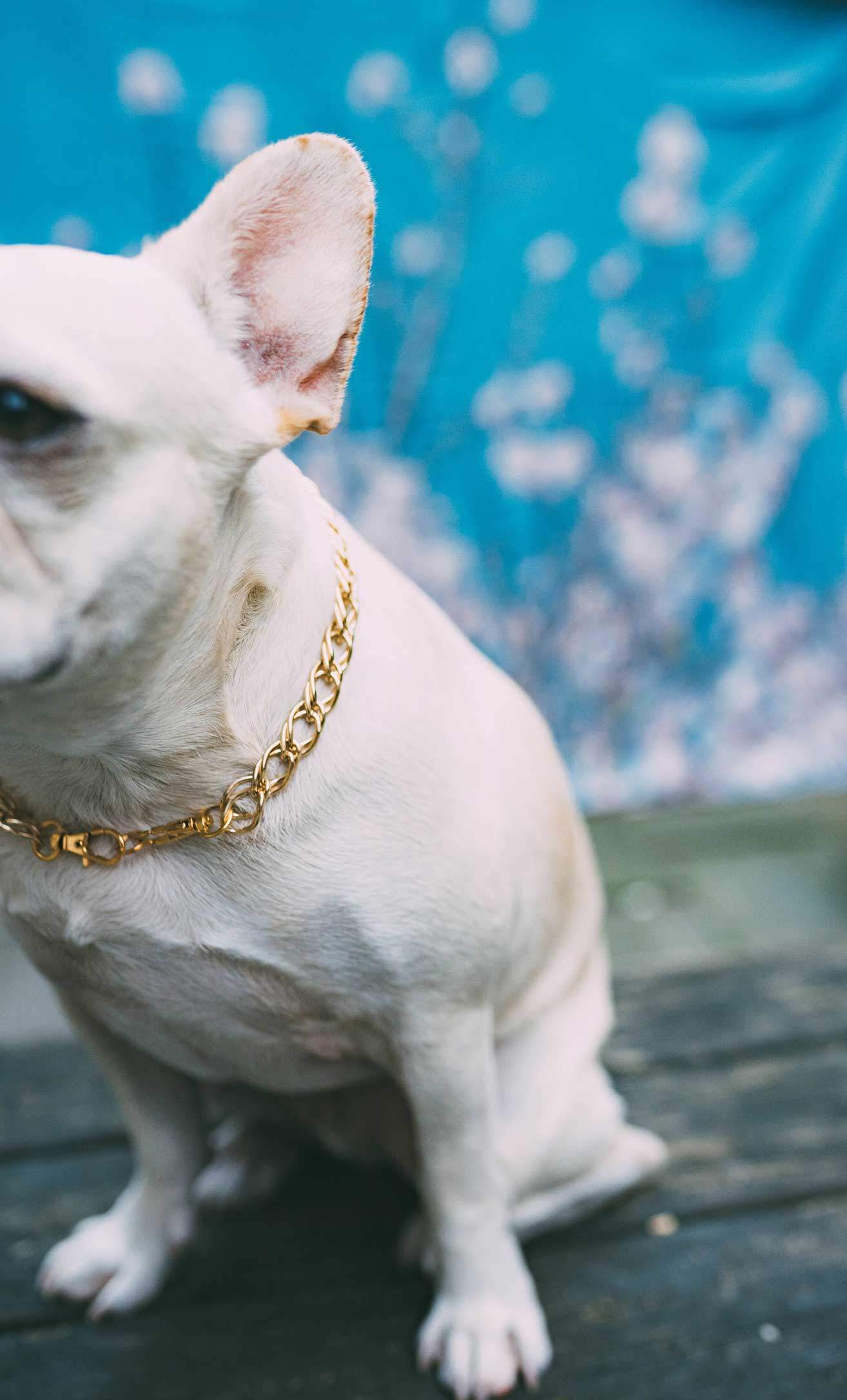 Dog Collar "The Pony" - Image 6